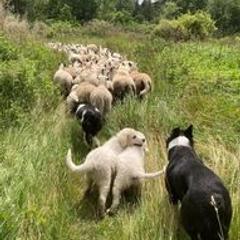 Border Collie and Maremma Sheepdog Puppies from Hope's Farm
