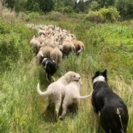 Border Collie and Maremma Sheepdog Puppies from Hope's Farm