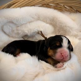 Bernie - Black rust and white male Bernese Mountain Dog puppy in Idaho from Bernese By Barzees