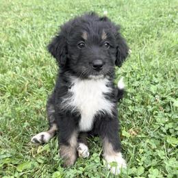 Sunny - Black tri-color female Aussiedoodle puppy in Centerburg, Ohio from A Dose Of Doodle