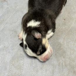 U-1 - Black and tan male Pembroke Welsh Corgi puppy in Sanford, Michigan from Tambali Pembroke Welsh Corgis