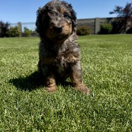 Bernedoodle Puppies from Burbank Bernedoodles