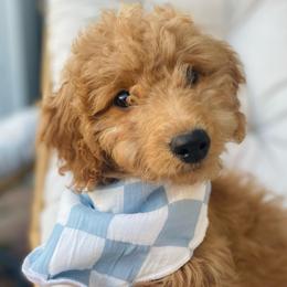 Lorenzo - Red  male Goldendoodle puppy in Bentonville, Arkansas from Bentonville Doodles
