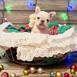 Brenda - Cream female French Bulldog puppy in Shields, Michigan from Mid-Michigan Frenchies