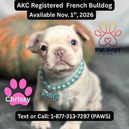 Chrissy - White female French Bulldog puppy in Michigan from Fur Baby Farms