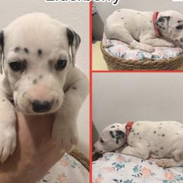 Dalmatian puppies from Dallas Dalmatians
