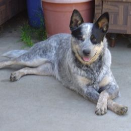Australian Cattle Dogs from Devon’s ACDs