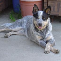 Australian Cattle Dogs from Devon’s ACDs