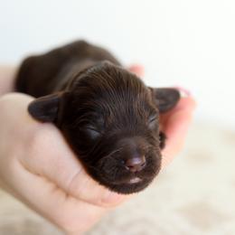 Pink - Chocolate female Australian Labradoodle puppy in Williamstown, New York from Lewis Manor Labradoodles