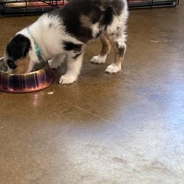 "Cagney - 8 Weeks Old" Miniature Australian Shepherd Puppies from Mini Aussie Finery