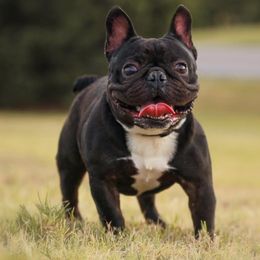 Cane Corso and French Bulldogs from Dallas Lonestar Bullies