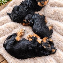 Robby - Black and tan male Yorkshire Terrier puppy in Navarre, Florida from KAYY services