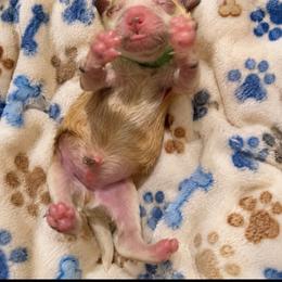 Green - Red  male Goldendoodle puppy in Cumberland, Rhode Island from minigoldendoodlesofRI