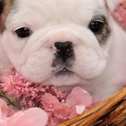 Bulldogs and Yorkshire Terriers from Rollin 7 Farm
