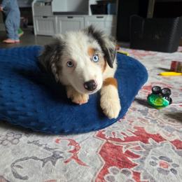Walnut - Blue merle male Miniature Australian Shepherd puppy in Killen, Alabama from Wilkers Wholehearted Mini Aussies