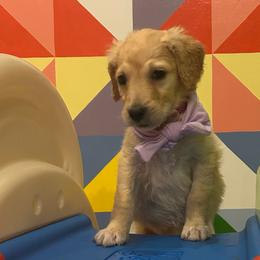 Ms. Lilac - Cream female Goldendoodle puppy in Blue Springs, Missouri from Farmstead 51