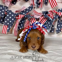 "Chocolate bases red female #1" Dachshund Puppies from Lil Beanie Weenies Dachshunds