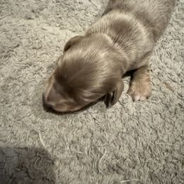 KM - Fawn (isabella) and tan female Dachshund puppy in Wappapello, Missouri from Kandb Dachshunds