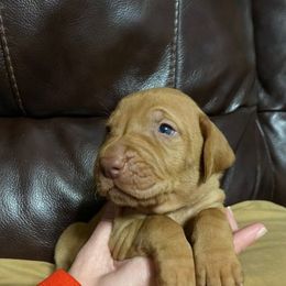 Vizsla Puppies from Kayla Peters' Vizslas
