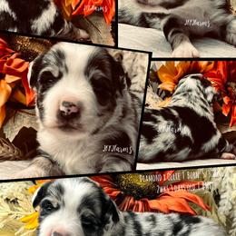 (7) Sapphire, BMF - Blue merle female Miniature American Shepherd puppy in Huntington, Texas from JKKJ Farms, LLC
