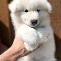 Samoyed Puppies from Sugar Sweet Samoyeds