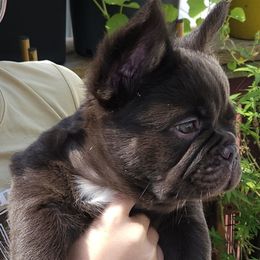 Frank - Liver male French Bulldog puppy in High Ridge, Missouri from St Louis Frenchies