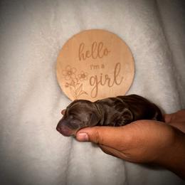 Blakely - Chocolate and tan female Dachshund puppy in Colbert, Georgia from Southern Drawl Dachshunds