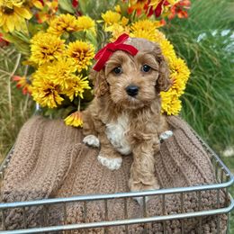 Belle - Red and white female Cockapoo puppy in Rolla, Missouri from Diamond K