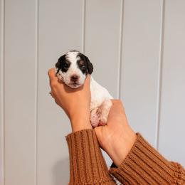 Autumn - Brown and white female Aussiedoodle puppy in Tryon, North Carolina from Melrose Mountain Farm