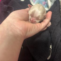 Topanga - Silver female Shih Tzu puppy in Manquin, Virginia from Koda Bears Cubs
