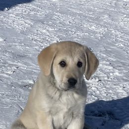 Anatolian Shepherd Dog Puppies from Wild Rooster Family Farm (AKC Anatolians OFA Hips Tested)