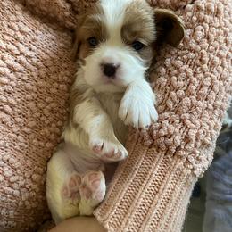 Cavalier King Charles Spaniel Puppies from Heart of a Cavalier
