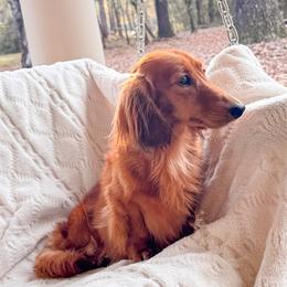Reba - Dachshund
