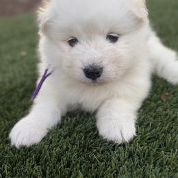 Purple - White female Samoyed puppy in Paulden, Arizona from Carefree Samoyeds & Deserthills Labradors