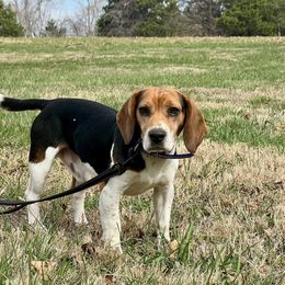 Al - Beagle