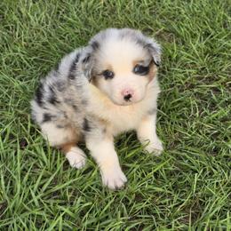 Boy 3 - Blue merle male Australian Shepherd puppy in Lakeland, Florida from Diamond P Australian Shepherds