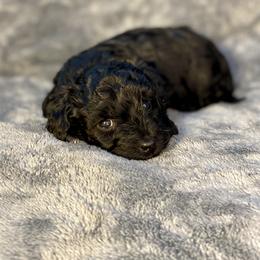 Boy 1 - Black male Havapoo puppy in Tropic, Utah from Lady Paws-Kara