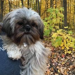 Shih Tzu Puppies from Sapphire Shih-Tzu's of Ohio