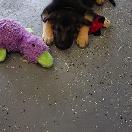 German Shepherd Puppies from Dee Sims