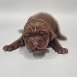 Druzy - Red  male Goldendoodle puppy in Mocksville, North Carolina from Hunting Creek Farm & Kennel