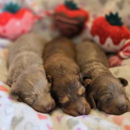 Dachshund Puppies from Mel's LowRider Ranch