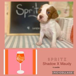 Spritz - White and orange male Brittany puppy in Downers Grove, Illinois from Attitude Brittanys