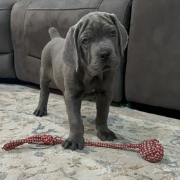 Bleu - Gray male Cane Corso puppy in Delta Junction, Alaska from Last Frontier Cane Corsos