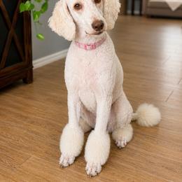 Anastasia - Poodle