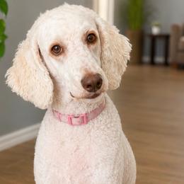 Anastasia - Poodle