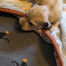 Woody - Cream male Dachshund puppy in South Point, Ohio from Snuggle Bunny Dachshunds