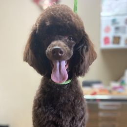 Aussiedoodles from A&L Ranch Aussiedoodles