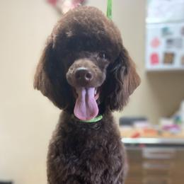 Aussiedoodles from A&L Ranch Aussiedoodles