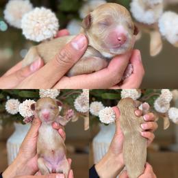Marabelle - Apricot female Cavapoo puppy in Yuciapa, California from AlltheDoodlez_