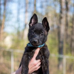Dutch Shepherd Puppies from Faberge Hollandse Herdershond